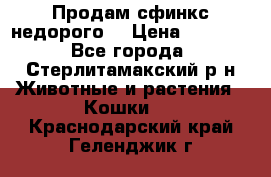 Продам сфинкс недорого  › Цена ­ 1 000 - Все города, Стерлитамакский р-н Животные и растения » Кошки   . Краснодарский край,Геленджик г.